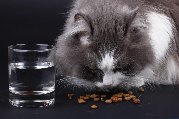 猫咪应慢慢过渡至新的猫粮怎么办？猫咪新猫粮喂食技巧