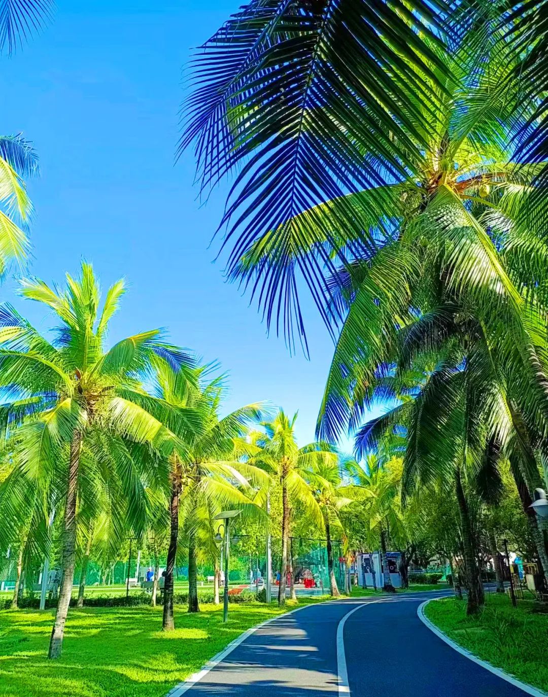 阳光、海滩、椰林这就是海南一个让人心旷神怡的地方