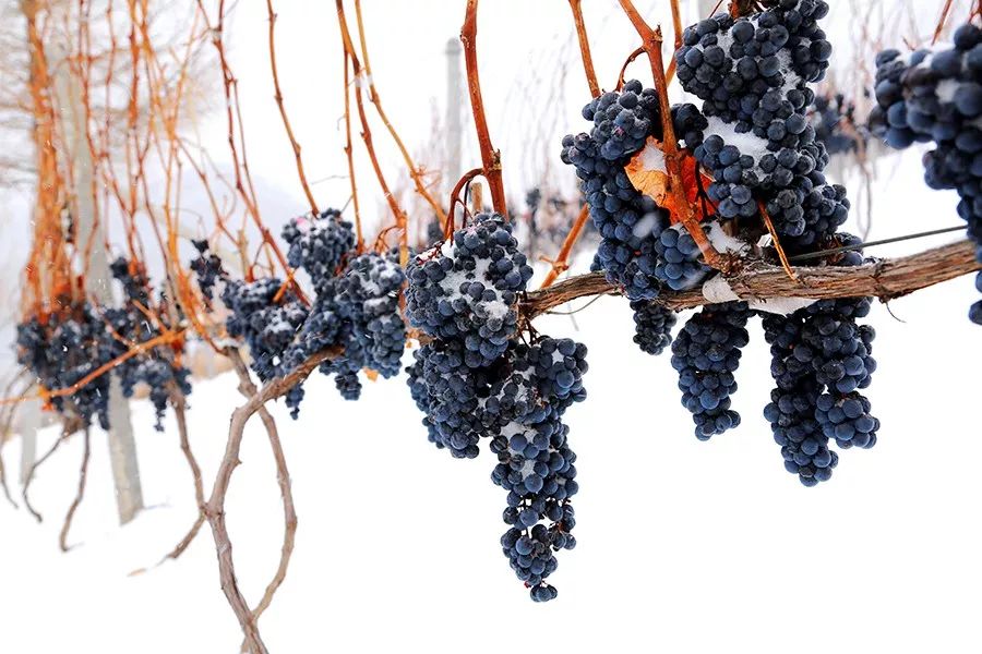 酿制葡萄山酒方法有哪些_怎样酿山葡萄酒_山葡萄酒的酿制方法