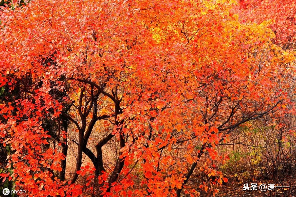 比如秋天景色的词句_写秋天景色的比喻句拟人句_描写秋天景色优美的比喻句