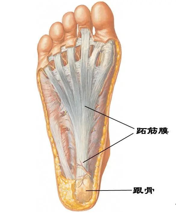 技巧推拿压痛点有哪些_压痛点推拿技巧_技巧推拿压痛点图解